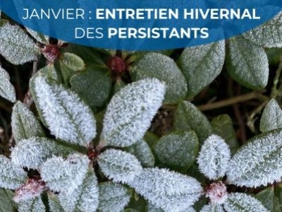 Janvier – Entretien hivernal des persistants