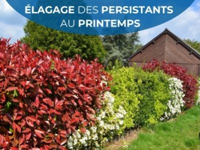Élagage des persistants au printemps