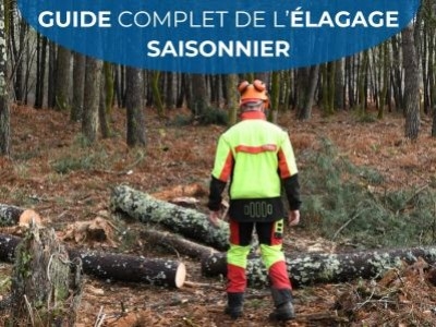 Guide complet de l’élagage saisonnier