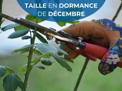 Taille en dormance de décembre
