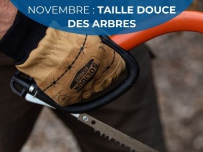 Novembre – Taille douce des arbres